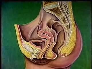 Perempuan anatomi saluran reproduksi